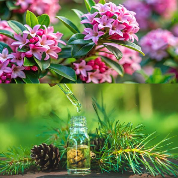 اسانس دافنه و کاج 25 کیلویی DAPHNE & PINE پیرامید تجارت ارومیه