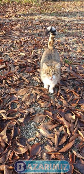 فروش باغ ویلا 1130 متر در جاده سنتو ارومیه